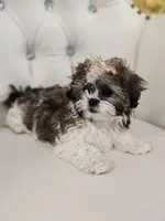 Suga, a female Shih Tzu for sale in Forney, TX – Photo 5 of 5