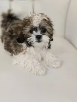 Suga, a female Shih Tzu for sale in Forney, TX – Photo 1 of 5