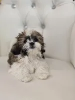 Suga, a female Shih Tzu for sale in Forney, TX – Photo 2 of 5