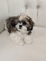 Suga, a female Shih Tzu for sale in Forney, TX – Photo 4 of 5