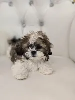 Suga, a female Shih Tzu for sale in Forney, TX – Photo 3 of 5