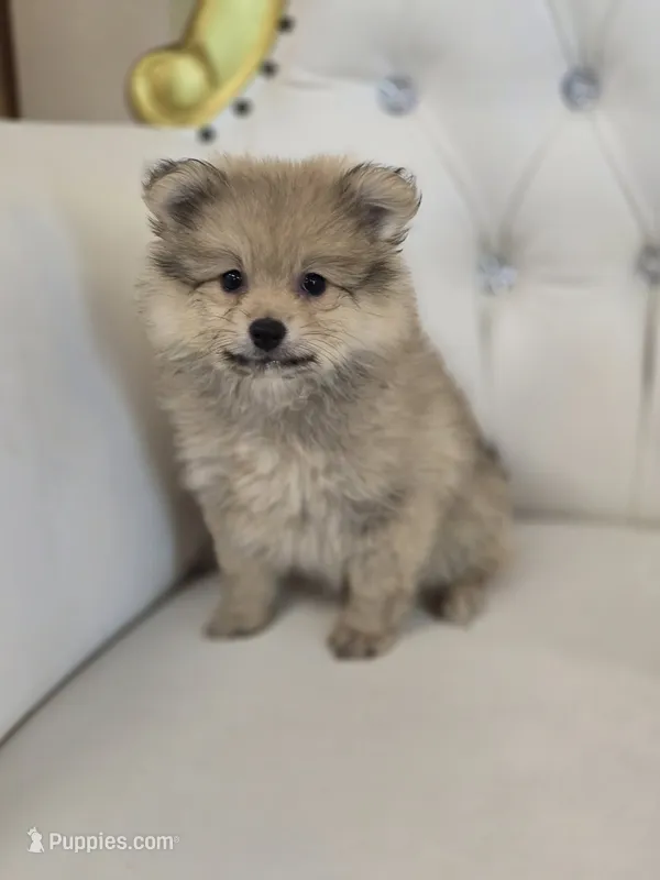 Maggie – Pomeranian puppy for sale in Forney, TX