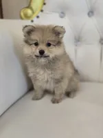 Maggie, a female Pomeranian for sale in Forney, TX – 1 of 4
