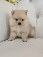 Bear, a female Pomeranian for sale in Forney, TX – 3 of 3