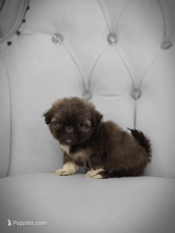Misty – Shih Tzu puppy for sale in Forney, TX