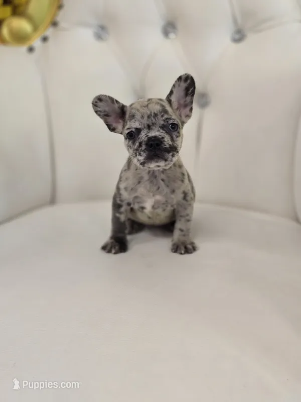 Spots – French Bulldog puppy for sale in Forney, TX