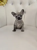Spots, a female French Bulldog for sale in Forney, TX – 1 of 5