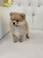 Pumpkin, a male Pomeranian for sale in Forney, TX – 2 of 4
