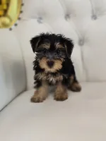 Daisy, a female Yorkshire Terrier for sale in Forney, TX – 5 of 5