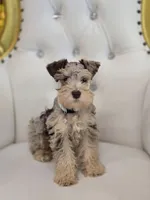 Bengi, a male Miniature Schnauzer for sale in Forney, TX – Photo 3 of 4
