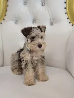 Bengi, a male Miniature Schnauzer for sale in Forney, TX – Photo 2 of 4