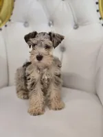 Bengi, a male Miniature Schnauzer for sale in Forney, TX – Photo 4 of 4