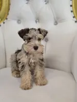 Bengi, a male Miniature Schnauzer for sale in Forney, TX – Photo 1 of 4