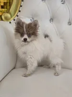 Kitara, a female Pomeranian for sale in Forney, TX – 4 of 4