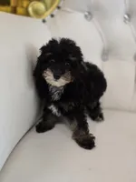 King, a male Poodle - Miniature  for sale in Forney, TX – 3 of 4