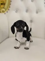 Bunni, a female Miniature Dachshund for sale in Forney, TX – Photo 5 of 5