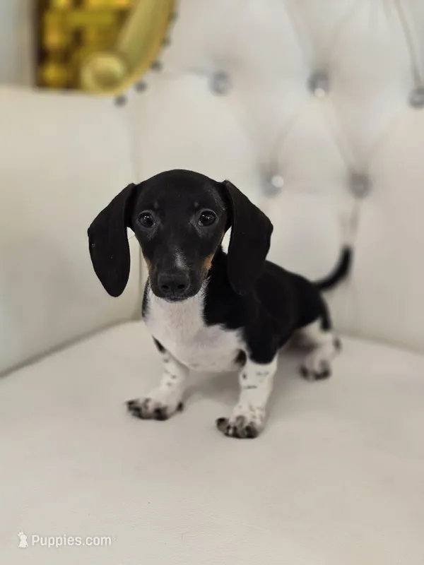 Bunni – Miniature Dachshund puppy for sale in Forney, TX