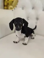 Bunni, a female Miniature Dachshund for sale in Forney, TX – Photo 1 of 5