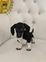 Bunni, a female Miniature Dachshund for sale in Forney, TX – Photo 4 of 5