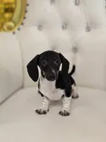 Bunni, a female Miniature Dachshund for sale in Forney, TX – Photo 3 of 5