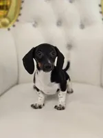 Bunni, a female Miniature Dachshund for sale in Forney, TX – Photo 2 of 5