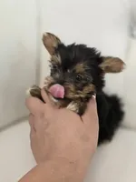 Bentley, a male Yorkshire Terrier for sale in Forney, TX – 2 of 3