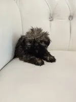 Chewy, a male Shih Tzu for sale in Forney, TX – 4 of 6