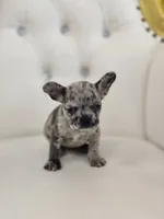 Spots, a female French Bulldog for sale in Forney, TX – 4 of 5
