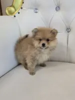 Pumpkin, a male Pomeranian for sale in Forney, TX – 3 of 4