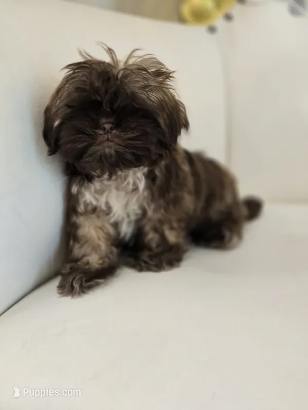 Einstein – Shih Tzu puppy for sale in Forney, TX