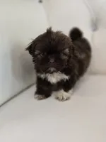 Hershey, a male Shih Tzu for sale in Forney, TX – 3 of 5