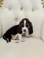 Bailey, a male Basset Hound for sale in Forney, TX – 4 of 6