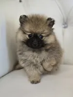 Cash, a male Pomeranian for sale in Forney, TX – 6 of 6