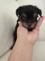 Danny, a male Yorkshire Terrier for sale in Forney, TX – 6 of 7