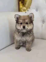 Teddy, a male Pomeranian for sale in Forney, TX – Photo 4 of 5