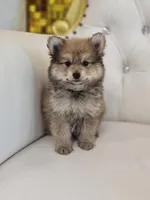 Teddy, a male Pomeranian for sale in Forney, TX – Photo 1 of 5