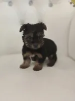 Darla, a female Yorkshire Terrier for sale in Forney, TX – 2 of 5