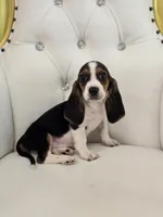 Bailey, a male Basset Hound for sale in Forney, TX – 6 of 6