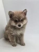 Sassy, a female Pomeranian for sale in Forney, TX – Photo 3 of 5