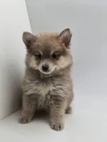 Sassy, a female Pomeranian for sale in Forney, TX – Photo 2 of 5