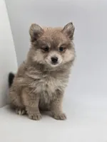 Sassy, a female Pomeranian for sale in Forney, TX – Photo 4 of 5