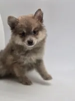 Sassy, a female Pomeranian for sale in Forney, TX – Photo 5 of 5