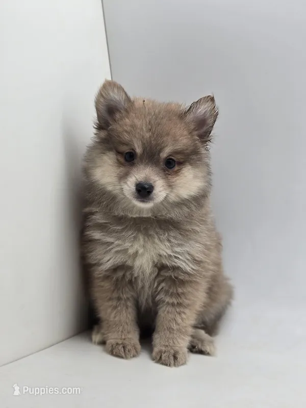 Sassy – Pomeranian puppy for sale in Forney, TX