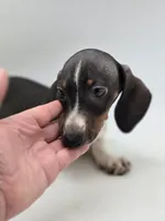 Hunni, a female Miniature Dachshund for sale in Forney, TX – Photo 3 of 3