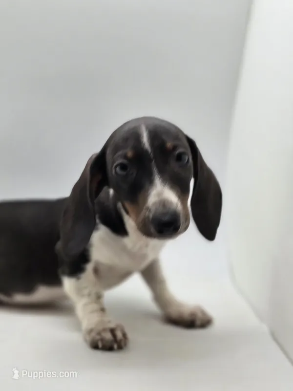 Hunni – Miniature Dachshund puppy for sale in Forney, TX