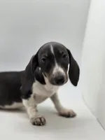 Hunni, a female Miniature Dachshund for sale in Forney, TX – Photo 1 of 3