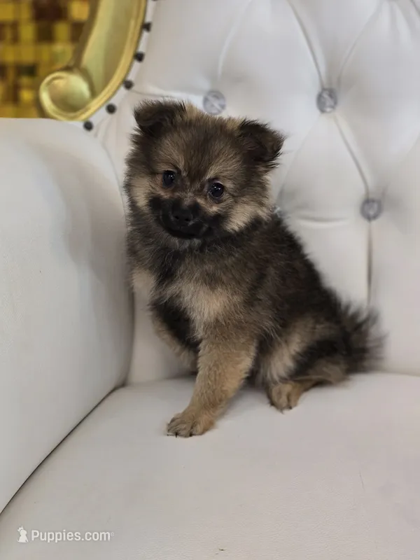 Sheeba – Pomeranian puppy for sale in Forney, TX