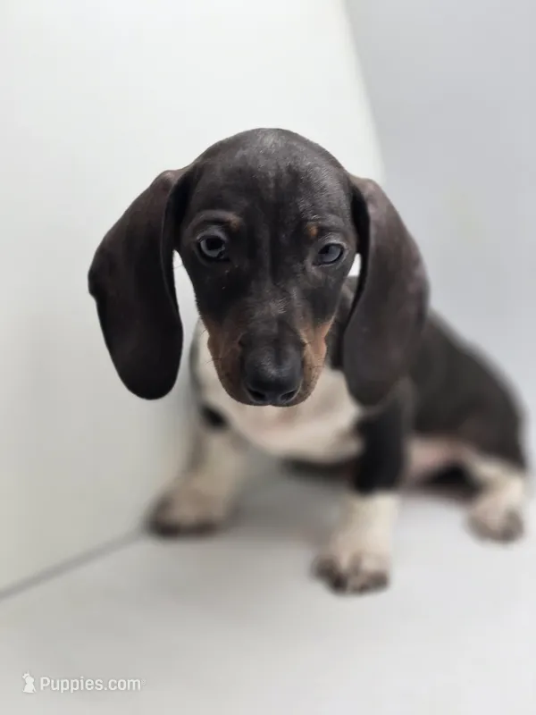 Buddy – Miniature Dachshund puppy for sale in Forney, TX