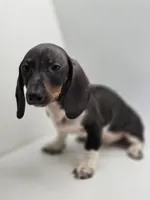 Buddy, a male Miniature Dachshund for sale in Forney, TX – Photo 4 of 4