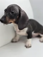 Buddy, a male Miniature Dachshund for sale in Forney, TX – Photo 2 of 4